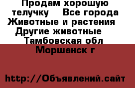 Продам хорошую телучку. - Все города Животные и растения » Другие животные   . Тамбовская обл.,Моршанск г.